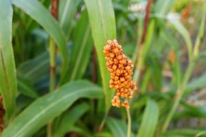 Helloranger reifer Samen von Hirse oder Sorghum auf Zweig und verschwommener grüner Blatthintergrund, thailand. foto