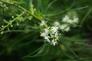 weiße blume von shatavari, die auf zweig blüht und grünen blatthintergrund verwischt. foto