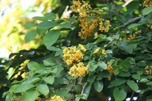 gelbe Blüten aus birmanischem Ebenholz oder Burma Padauk auf Ast, Thailand.