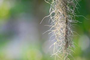Spanisches Moos ist eine Heimdekorationspflanze. um Staub zu vermeiden foto