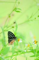 schöne schmetterlinge in der natur suchen nach nektar von blumen in der thailändischen region thailand. foto