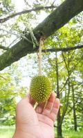 thailändisches Frucht- und Durian-Konzept foto