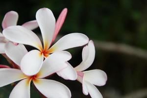 weiße Blumen von Frangipani oder Plumeria und dunkler Unschärfehintergrund. in thailand heißt die blume leelawadee oder lunthom. foto