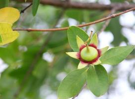 grüne frucht der mangrove ist auf zweig, thailand. foto