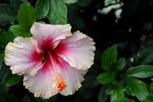 eine hellgelbe blume der chinesischen rose oder des hibiskus blüht, der mittlere bereich der blume ist eine rote blume und ein dunkler unscharfer grüner blatthintergrund. Tröpfchen sind auf Blütenblatt, nach Regen. foto