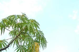 oberster Baum von Jatropha Multifida-Samen und hellblauer Himmelshintergrund. Ein anderer Name ist Korallenbusch, Korallenpflanze, Physikalische Nuss und Guatemala-Rhabarber. foto