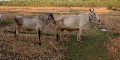 junge thailändische kuh stehend und trockenes braunes gras auf dem boden im feld, landschaft in thailand. foto