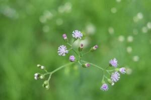 hellviolette blume des kleinen eisenkrauts, das auf zweig blüht und grünen hintergrund verwischt, thailand. ein anderer Name ist aschfarbener Berufkraut, aschfarbener Eisenkraut, lila Berufkraut, lila blühender Berufkraut. foto