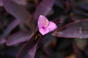 Eine lila Herzblume und dunkelviolette Blätter verwischen den Hintergrund. Ein kleiner Wassertropfen befindet sich auf dem Blütenblatt. ein anderer Name ist Austernpflanze, Bootslilie, lila Tradescantia. foto