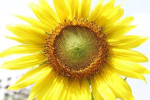 eine leuchtend gelbe Sonnenblume blüht und etwas Schatten auf dem Blütenblatt. foto