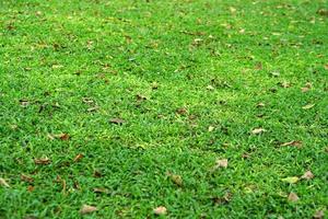 grünes gras und trockene blätter im park foto