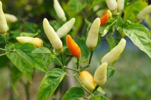 grüne und rote Paprika im Baum foto