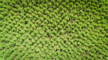 eukalyptusplantage in brasilien - zellulosepapierlandwirtschaft - vogelaugendrohnenansicht. Ansicht von oben. foto