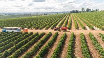 Luftaufnahme einer großen brasilianischen Farm mit Kaffeeplantage. Kaffeeplantage in Brasilien. foto