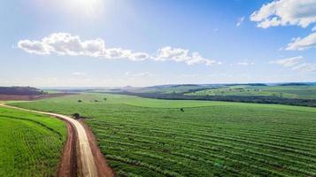 Luftaufnahme des Zuckerrohrplantagenfeldes mit Sonnenlicht. landwirtschaftliche Industrie. foto