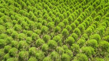 eukalyptusplantage in brasilien - zellulosepapierlandwirtschaft - vogelaugendrohnenansicht. Ansicht von oben. foto