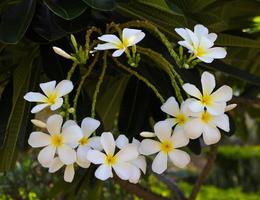 viele weiße Frangipani. foto