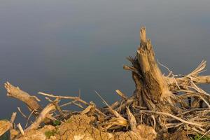 Stumpf stehendes Wasser foto