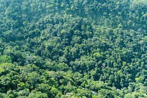 Draufsicht auf einen großen Wald in Brasilien. Textur verschiedener Bäume. foto