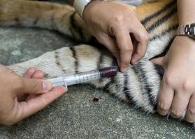 tierarzt behandelt den tiger foto