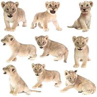 baby löwe panthera leo isoliert foto