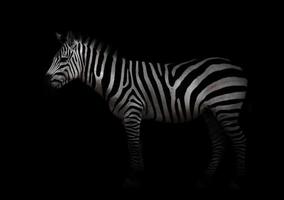 Zebra im Dunkeln foto