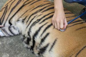 tierarzt behandelt den tiger foto