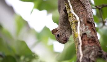 Pallas-Eichhörnchen oder Rotbauchhörnchen foto