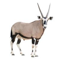 Gemsbock oder Oryx foto