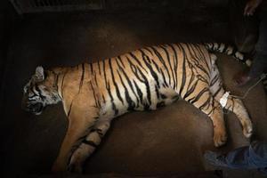 tierarzt behandelt den tiger foto