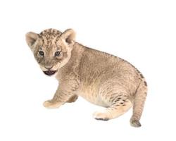 Löwenbaby isoliert auf weißem Hintergrund foto