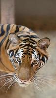 bengalischer Tiger im Zoo foto