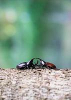 Stamm fressender Käfer foto