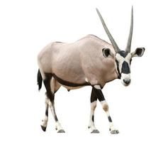 Gemsbock oder Oryx foto