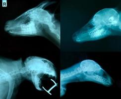 Röntgenbild des Tierskeletts foto