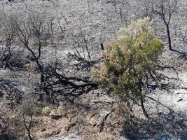 verbrannter Wald. dunkles Land und schwarze Bäume, verursacht durch Feuer. Waldbrand. Klimawandel, Ökologie und Land. foto