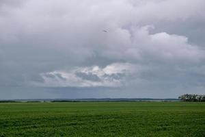 Weizenernte unter Wolkendecke, Saskatchewan, Kanada. foto