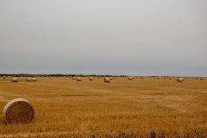 frisches Heu frisch gepresst noch auf dem Feld foto