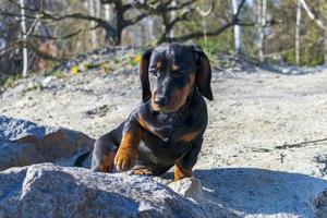 Dackelwelpe blinzelt mit einem Auge. foto