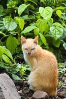 Die Katze im Garten ist gelb foto