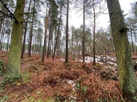 ein blick auf den delamere forest in cheshire im winter foto