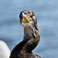 eine Nahaufnahme eines Kormorans foto