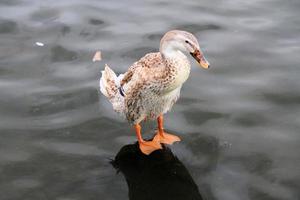 ein Blick auf eine Stockente foto