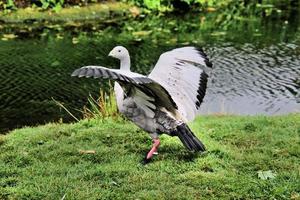 eine Nahaufnahme einer Cape Barren Gans foto