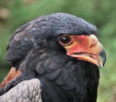 eine Nahaufnahme eines Bataleur-Adlers foto