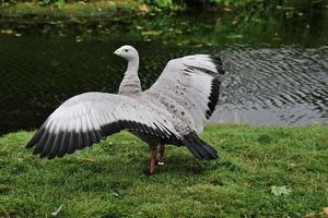 eine Nahaufnahme einer Cape Barren Gans foto