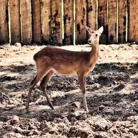 ein blick auf einige damhirsche im richmond park in london foto