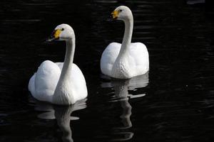 eine Nahaufnahme von einem Bewick Swan foto