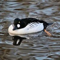 eine Nahaufnahme eines Barrows Goldeneye foto