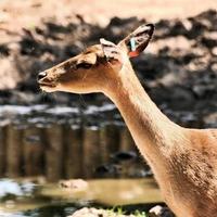 ein blick auf einige damhirsche im richmond park in london foto